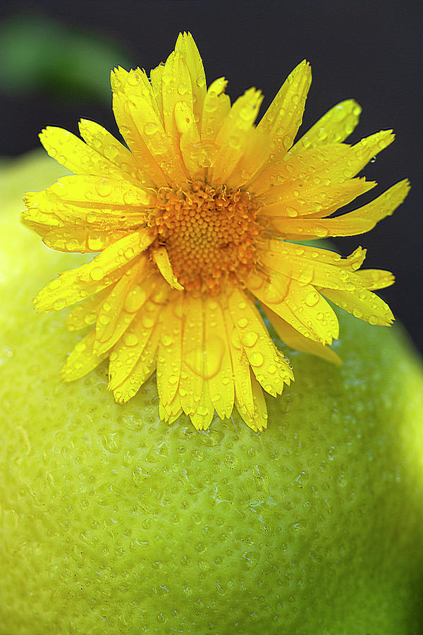 Lemony Fresh Photograph by Vanessa Thomas