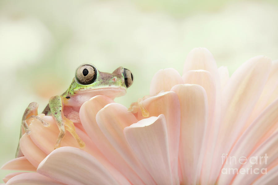Lemur Frog Cimbing on Flower Photograph by Linda D Lester