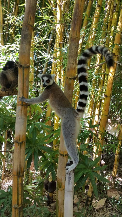 Lemur in Madagascar 1 KN33 Digital Art by Art Inspirity