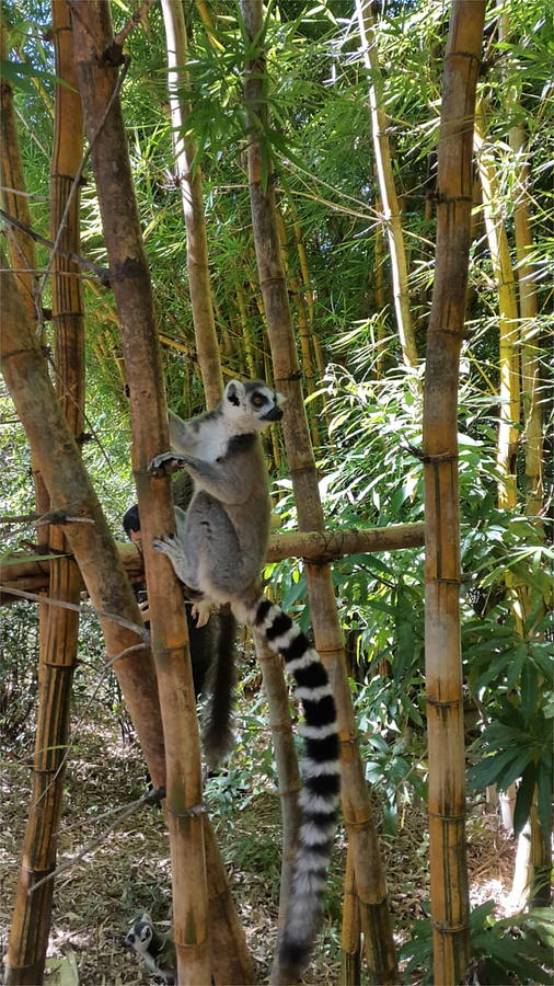 Lemur in Madagascar 2 KN34 Digital Art by Art Inspirity