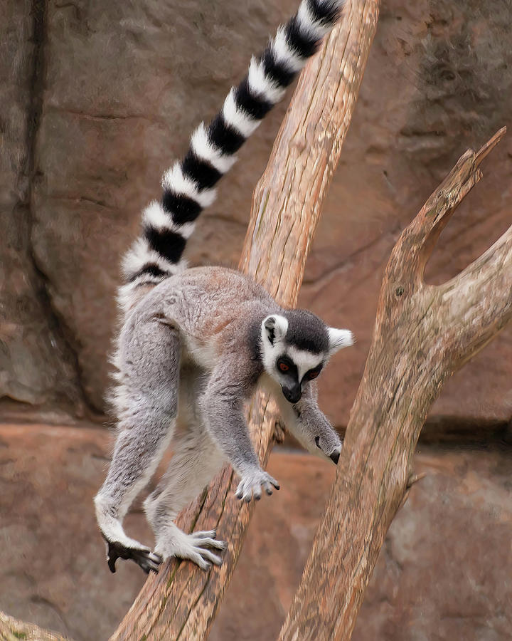 Animal Photograph - Lemur Landing by Flees Photos