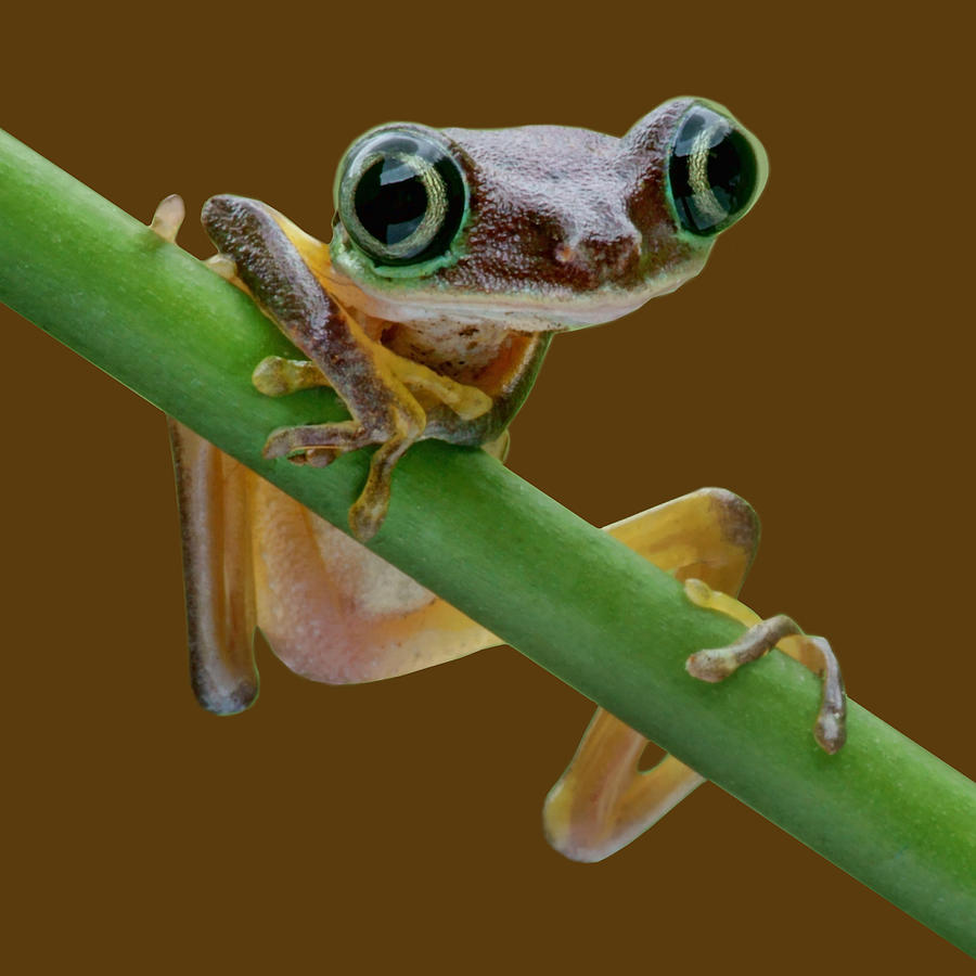 Lemur Leaf Frog - Transparent Photograph by Nikolyn McDonald