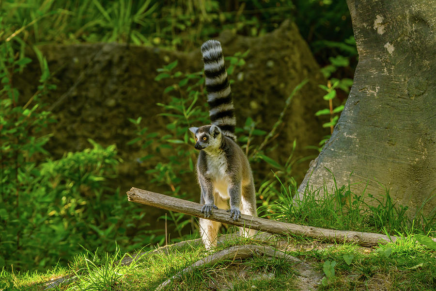 Lemur Leaning On A Big Stick Photograph