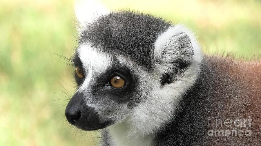Lemur of Madagascar Face Photograph by Benny Marty