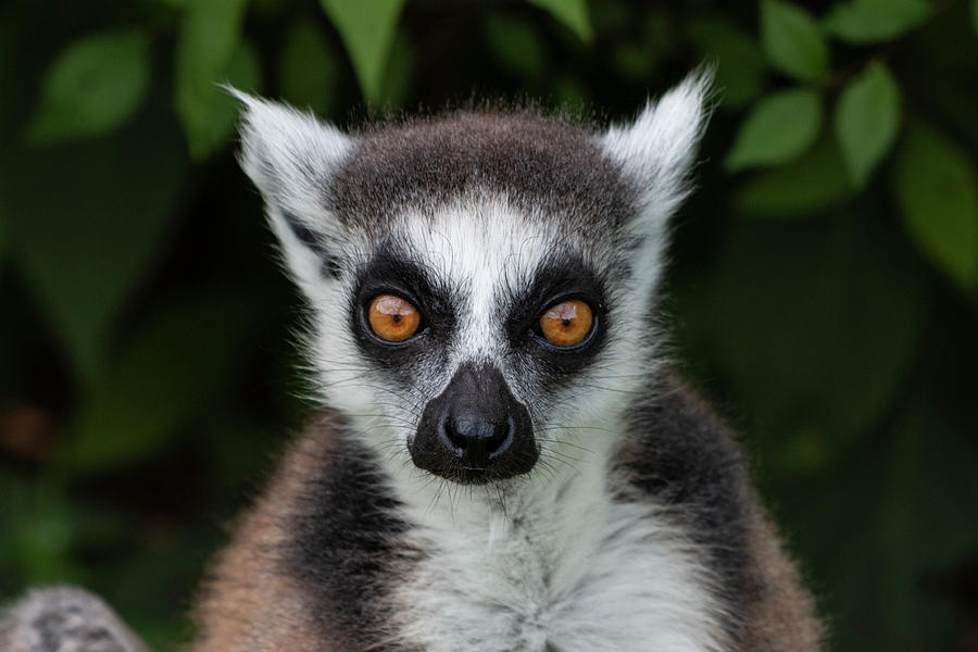Lemur  Photograph by Pietro Ebner