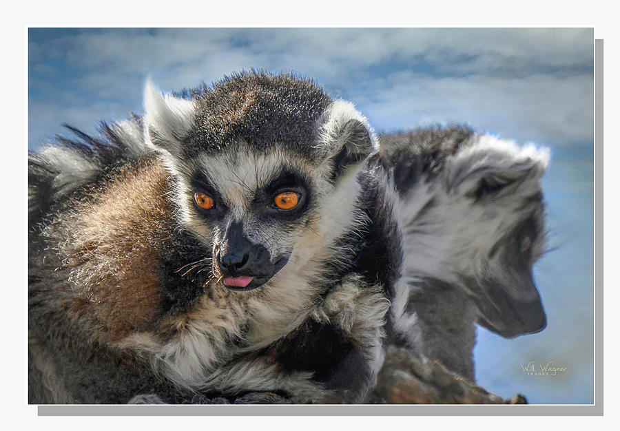 Lemur Portrait Photograph by Will Wagner