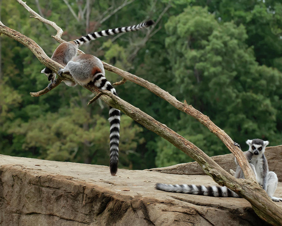 Lemur Preparing To Jump Photograph by Flees Photos