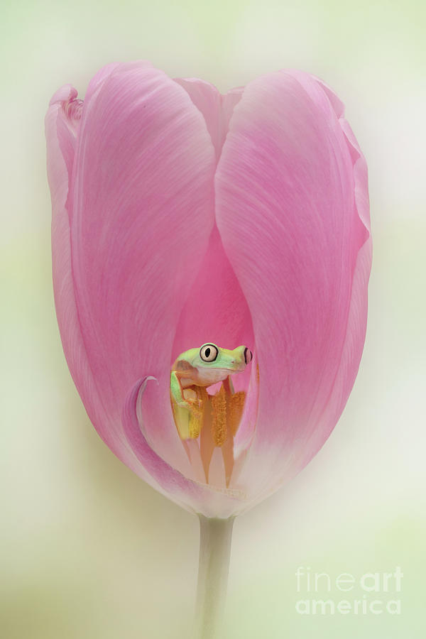 Frog Photograph - Lemur Tree Frog Looking Out a Pink Tulip by Linda D Lester