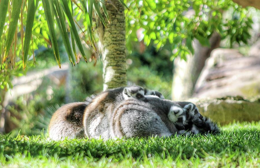 Lemures Durmiendo En Familia Photograph