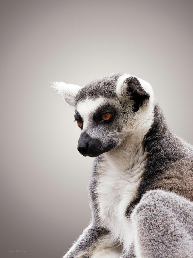 Lemuriformes Photograph by Wim Lanclus