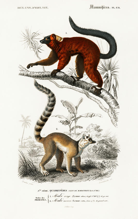 Lemurs Mixed Media by World Art Collective