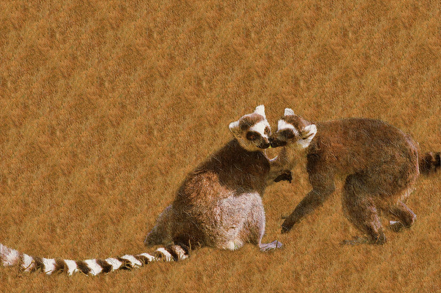 Lemurs Chat Photograph by Lieve Snellings