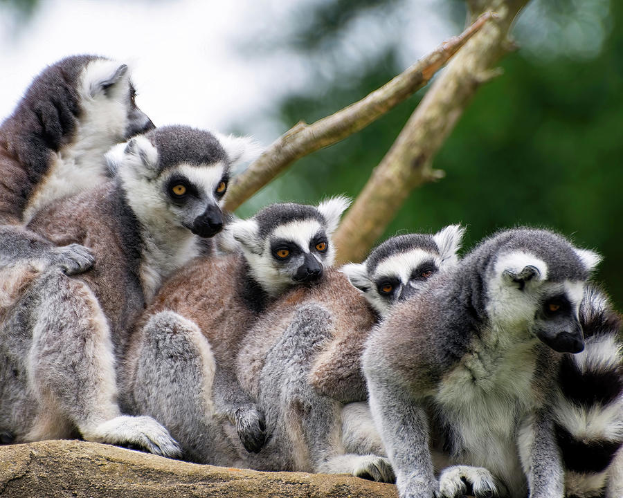 Lemurs Close Up Photograph by Flees Photos