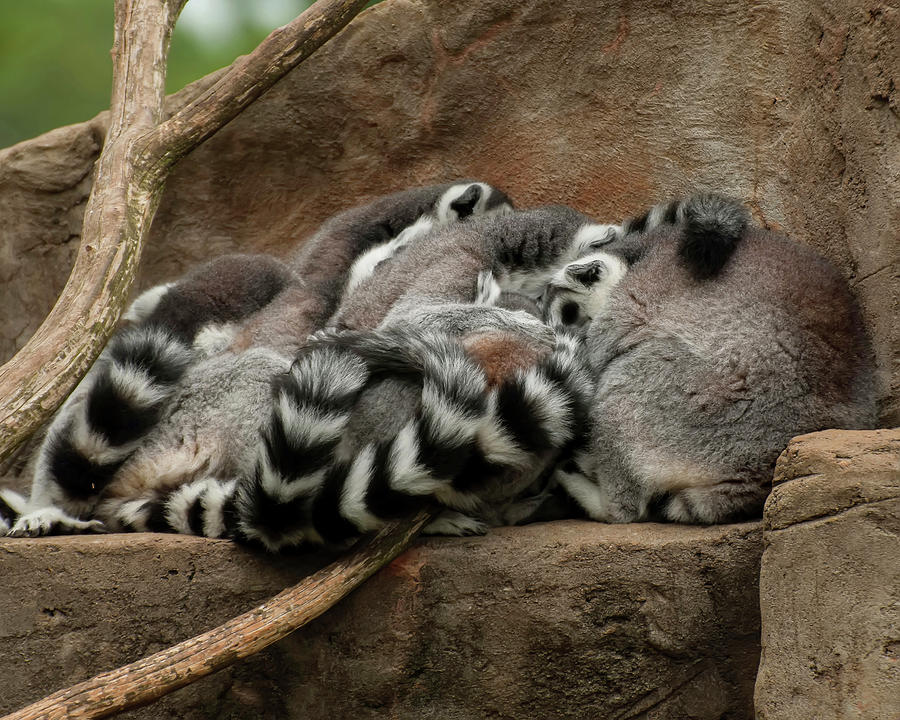 Lemurs Cuddled Up Sleeping Photograph by Flees Photos
