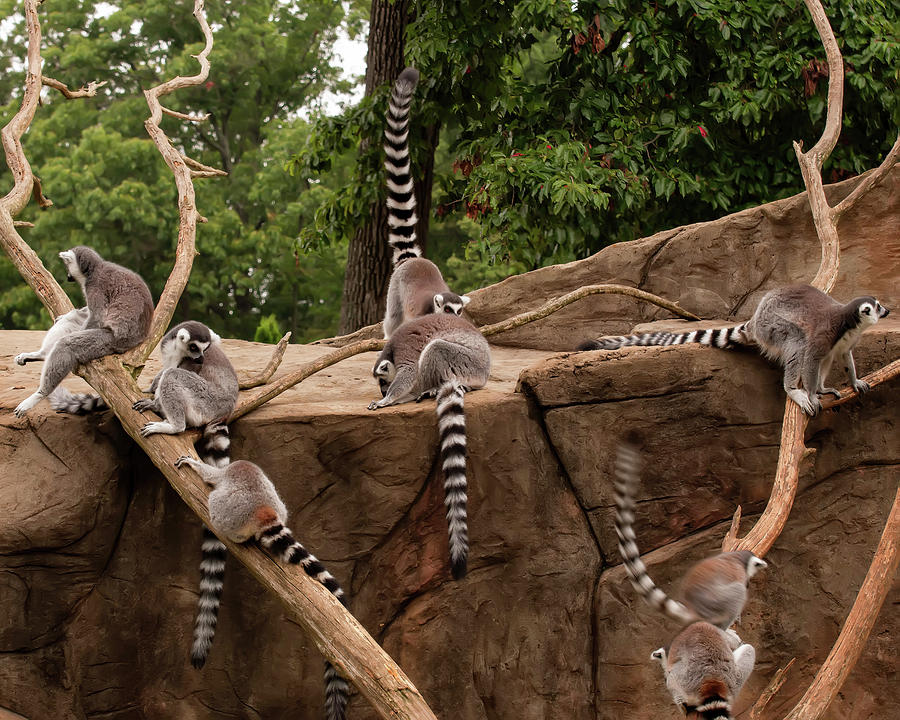 Animal Photograph - Lemurs Frolicking 001 by Flees Photos