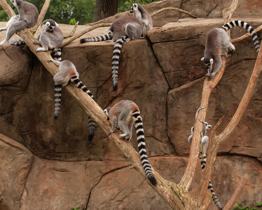 Lemurs Frolicking 2 Photograph by Flees Photos