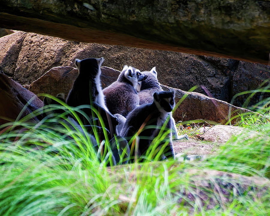 Lemurs in a rock den Photograph by Flees Photos