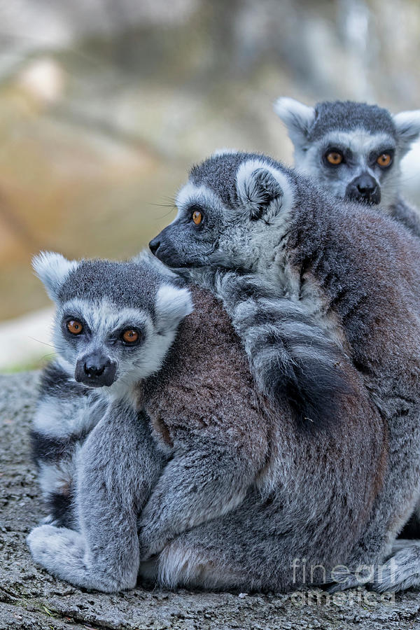 Lemurs Photograph by Jim West