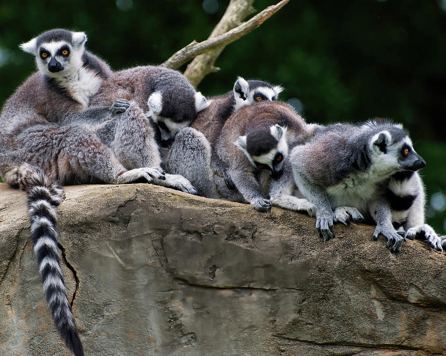 Lemurs On A Rock Photograph
