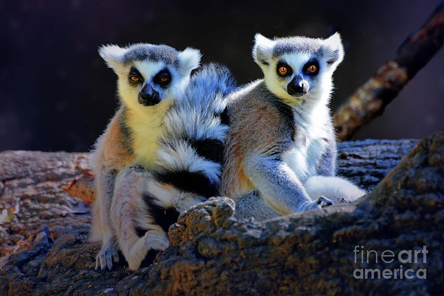 Lemurs Photograph by Savannah Gibbs