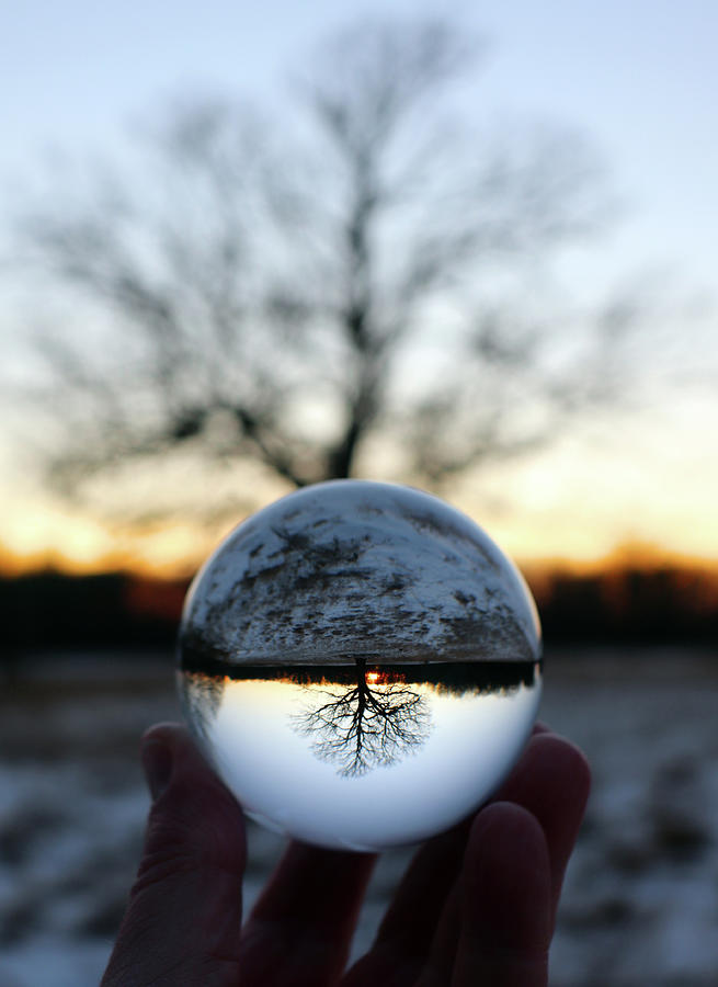 Lensball Tree at Sunset in Winter Photograph by David T Wilkinson