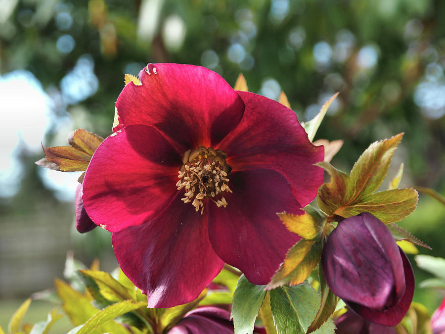 Lenten Rose Photograph by Steve Wildermuth - Fine Art America