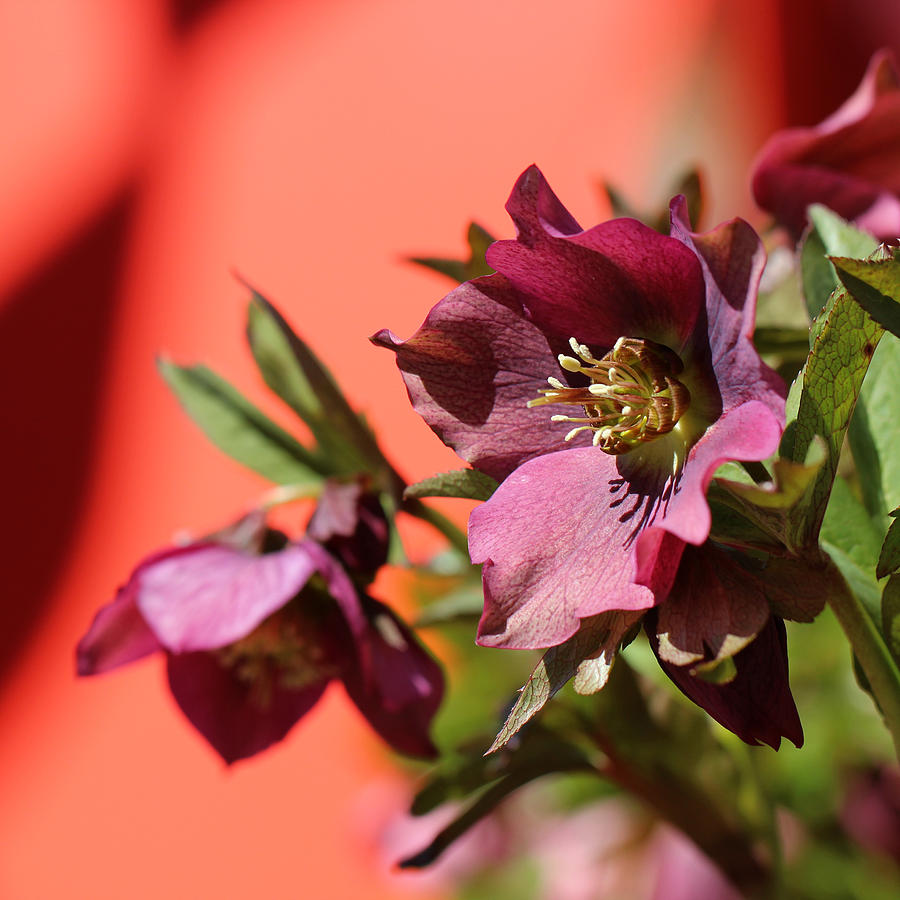 Lenten Rose With Red Background Photograph