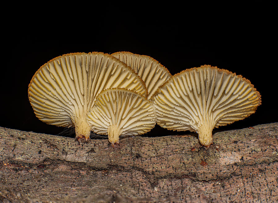 Lentinellus Photograph by George Lee | Pixels