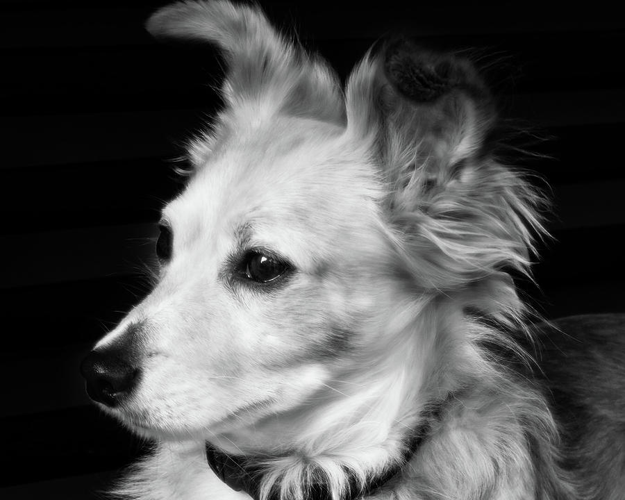 Leo By Light Photograph By Susan Dulong Langley - Fine Art America