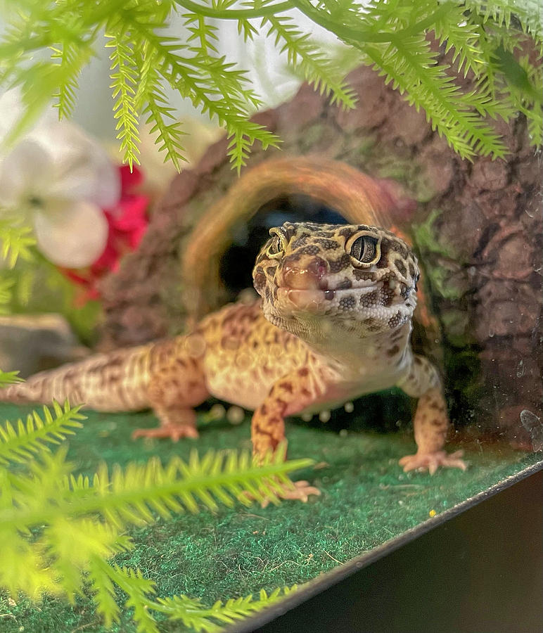 Leo Gecko Photograph by Corynn Harbaugh - Fine Art America