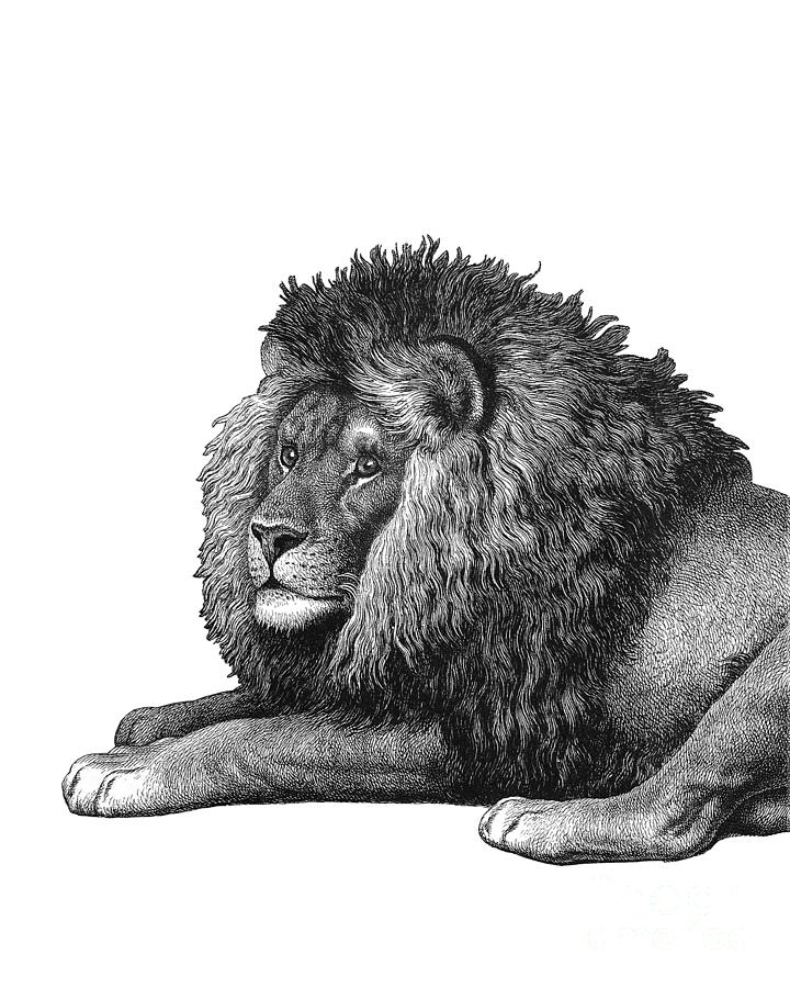Lion Digital Art - Leo by Madame Memento