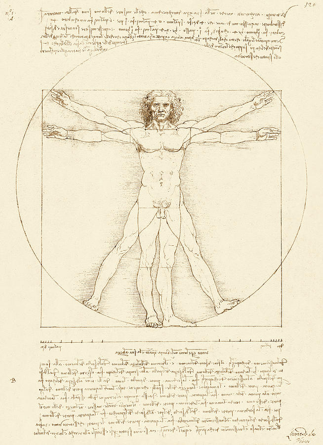 Leonardo da Vincis Vitruvian Man Drawing by David Hinds