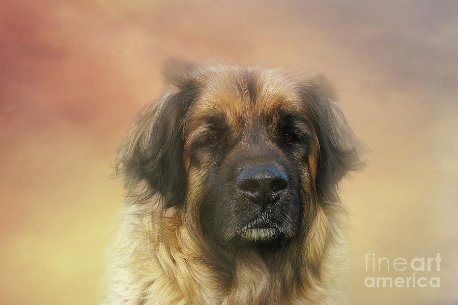 Dog Mixed Media - Leonberger Dog Portrait Eight by Elisabeth Lucas