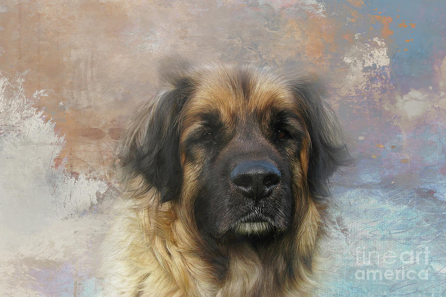 Dog Photograph - Leonberger Dog Portrait Five by Elisabeth Lucas