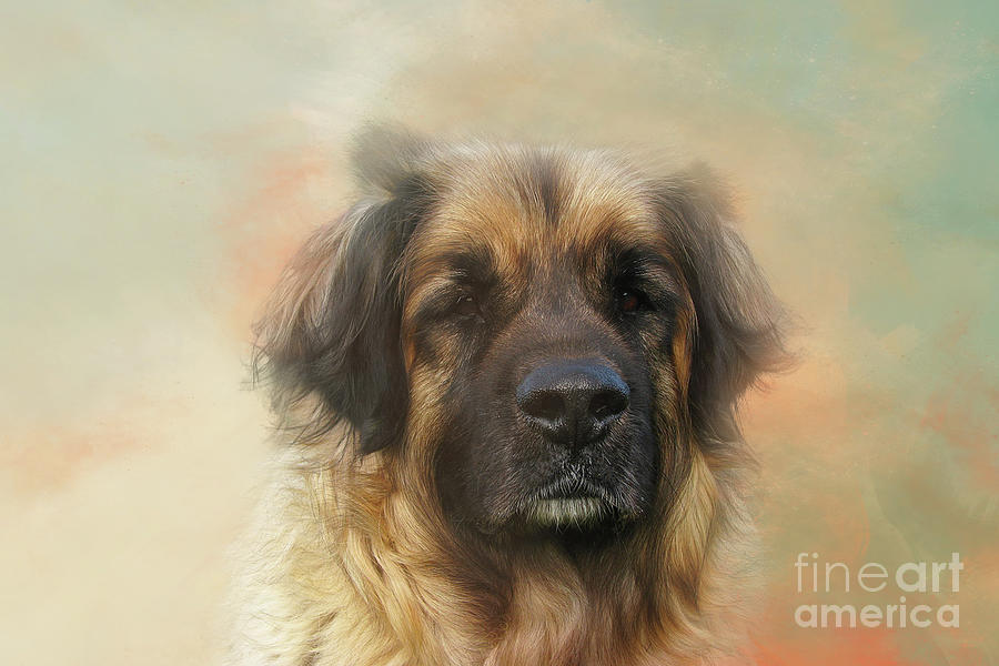 Dog Photograph - Leonberger Dog Portrait Six by Elisabeth Lucas