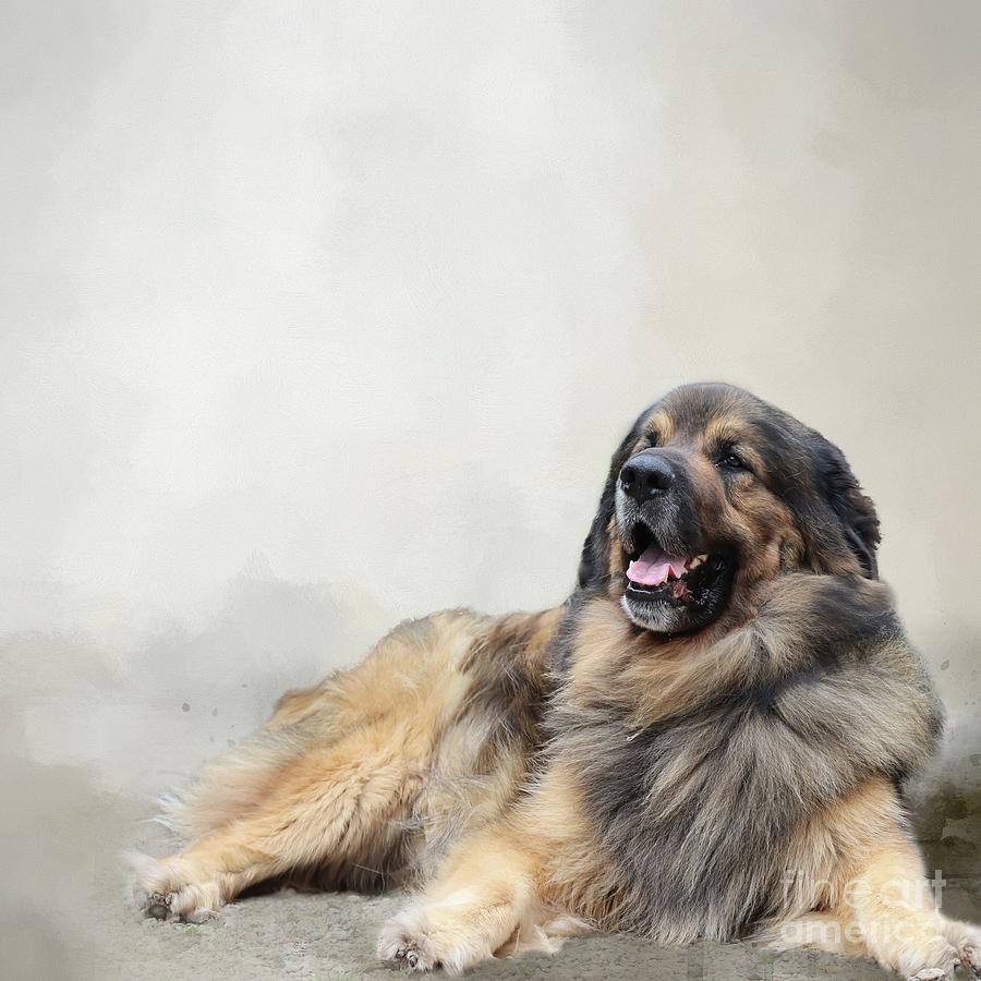 Dog Photograph - Leonberger by Eva Lechner