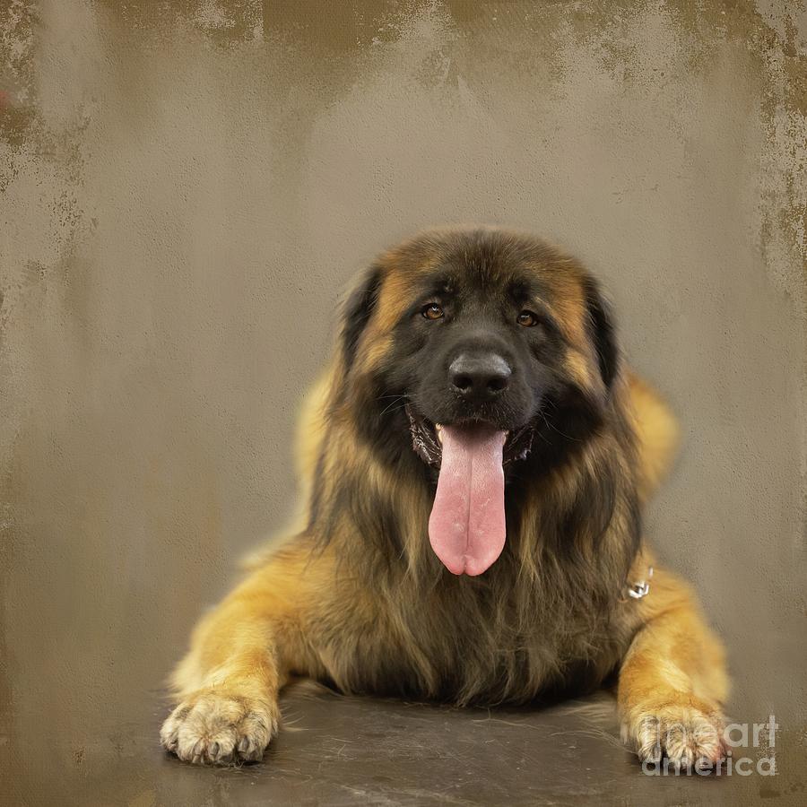 Dog Photograph - Leonberger Portrait by Eva Lechner