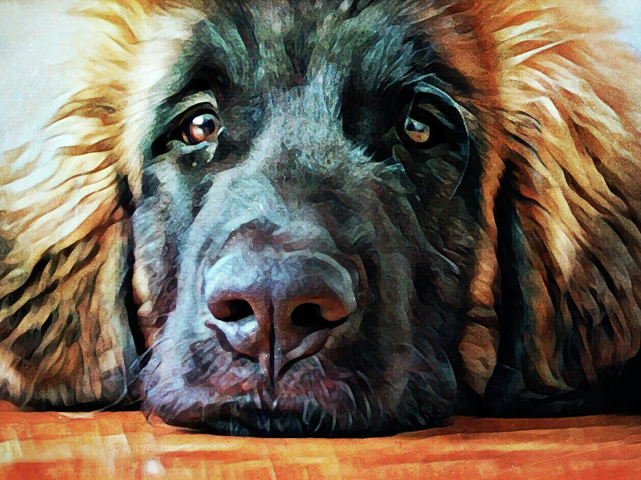 Animal Painting - Leonberger Puppy Pout by Ashley Aldridge
