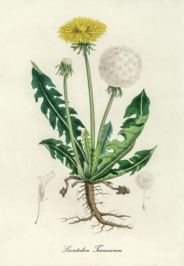Nature Digital Art - Leontodon Taraxacuma - Dandelion - Medical Botany - Vintage Botanical Illustration by Studio Grafiikka