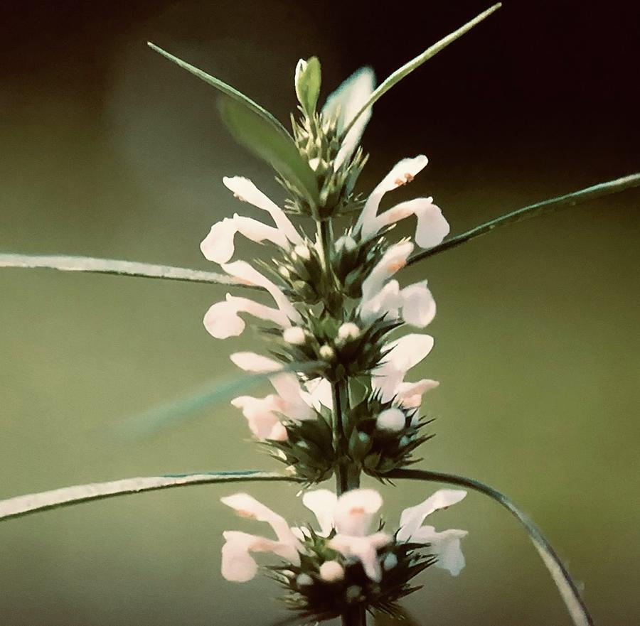 Leonurus Japonicus Photograph by Binnaz Onur Pixels