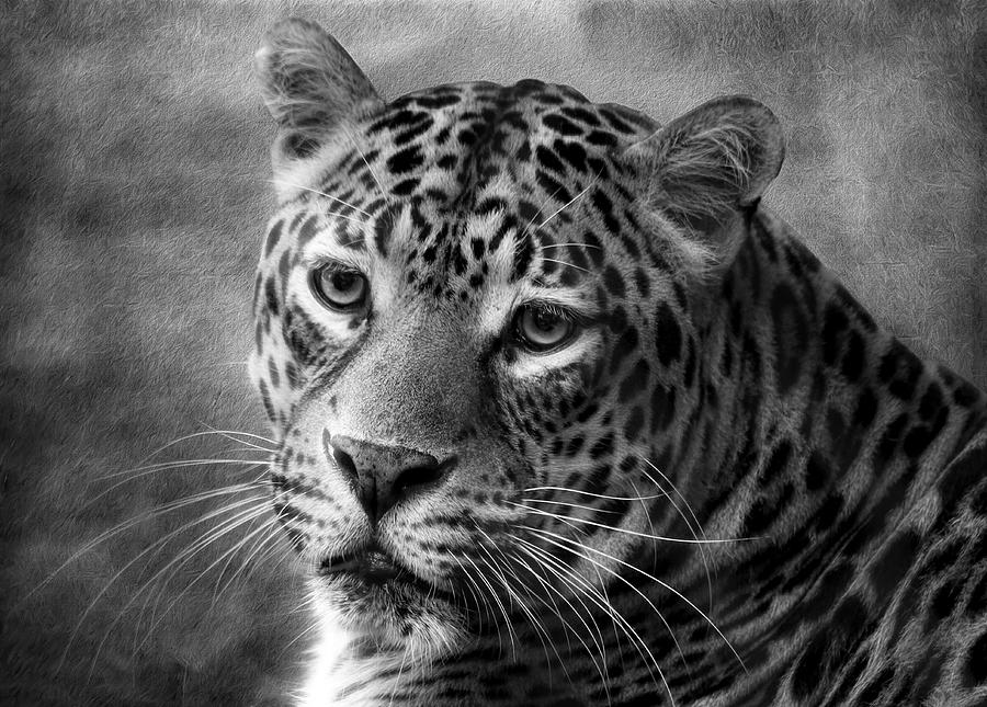 Leopard 2 Black and White Photograph by Judy Vincent