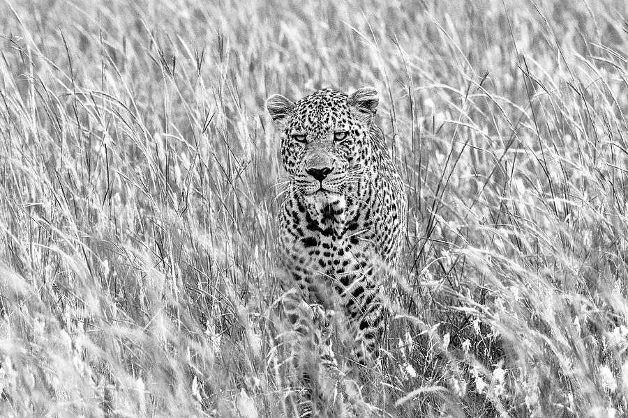 Wildlife Photograph - Leopard Among the Grasses by Eric Albright