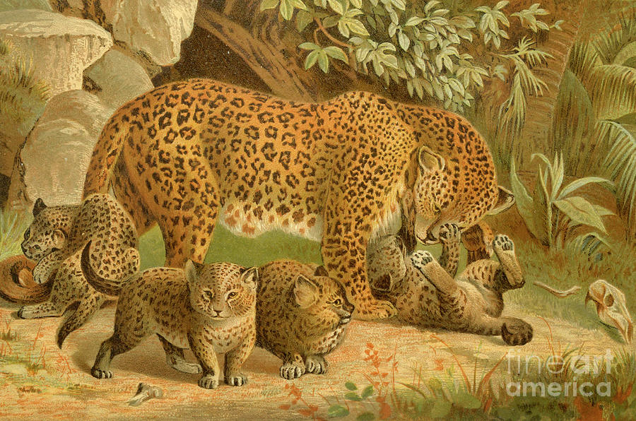 Leopard and cubs l4 Drawing by Historic illustrations - Pixels