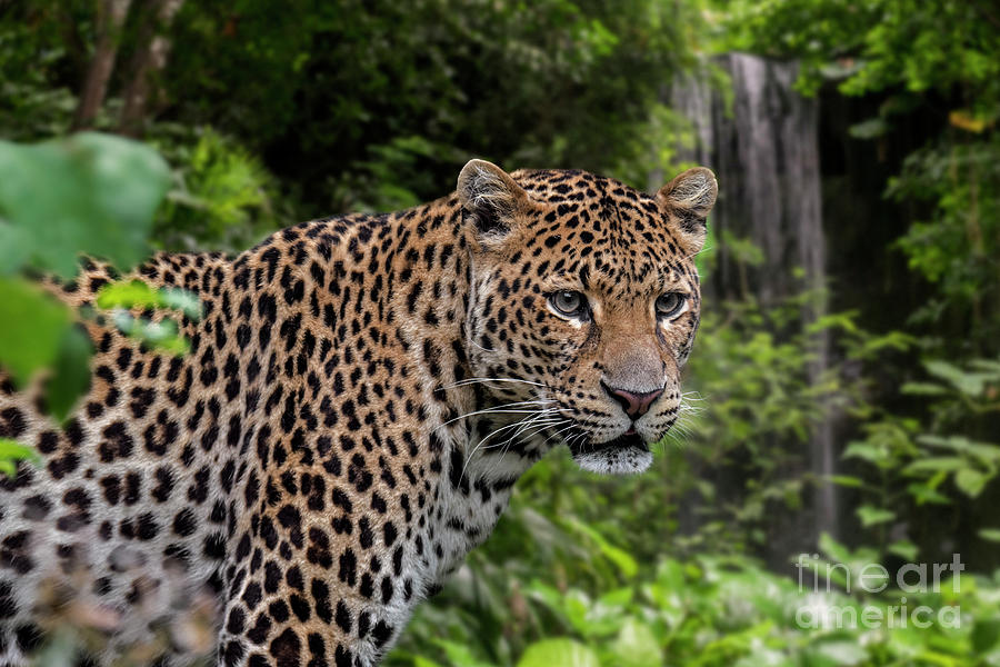 Leopard and Waterfall Photograph by Arterra Picture Library