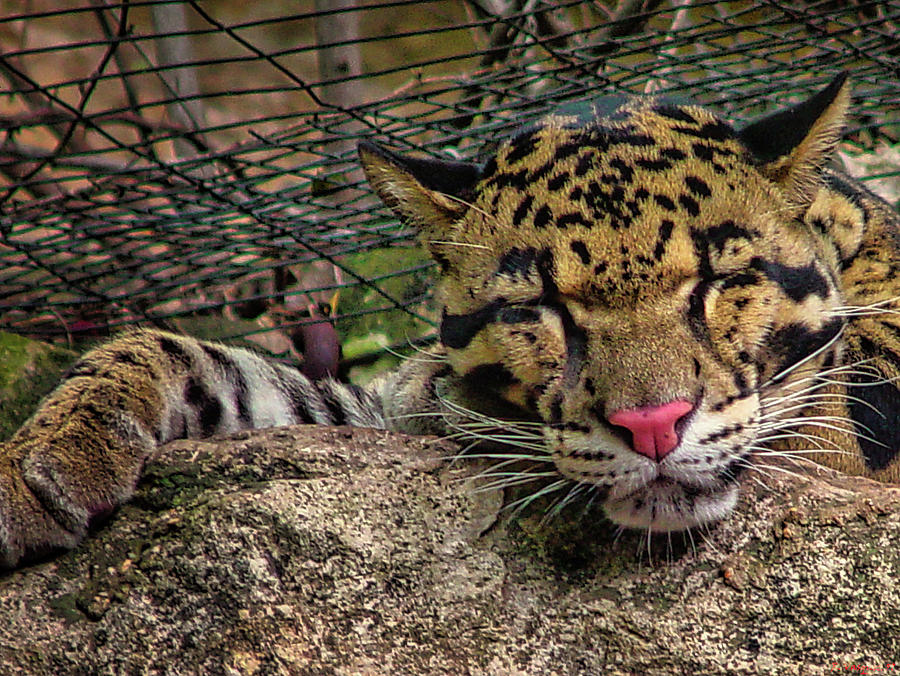 Leopard At Rest Photograph by Rene Vasquez