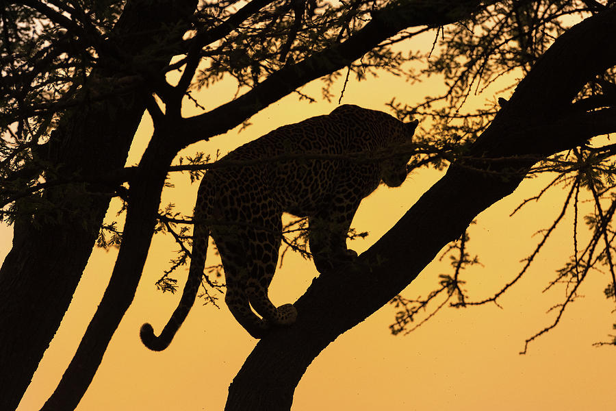 Leopard at Sunset Photograph by Eric Albright - Fine Art America
