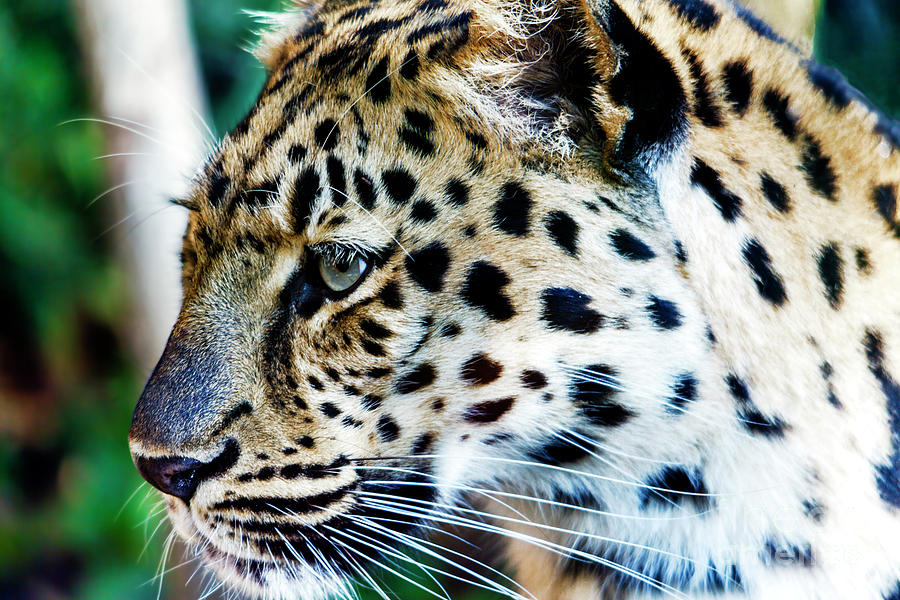 Leopard at the Philadelphia Zoo Photograph by John Rizzuto