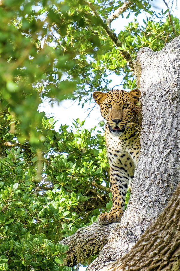 Leopard at Yala National Park Photograph by Arj Munoz Leopard at Yala National Park Photograph by Arj Munoz