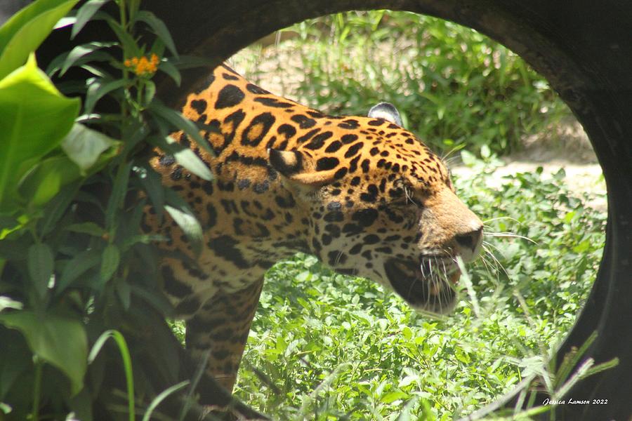 Leopard B-Side Photograph By Jessica Lamson | Fine Art America