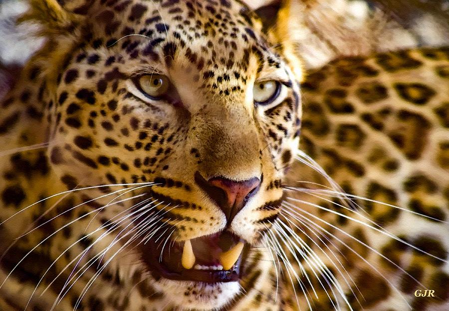 Leopard Beauty L A S Digital Art by Gert J Rheeders